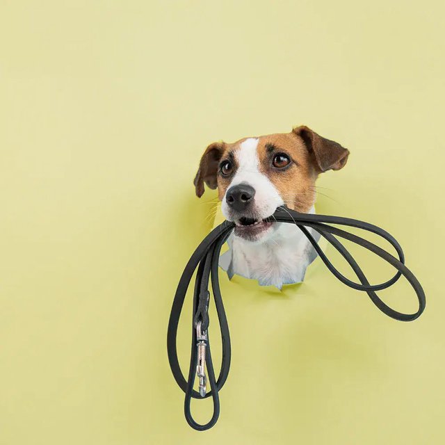 Hond met de riem in de bek