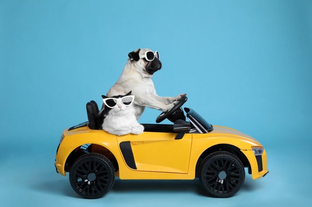Mopshond met kat in een speelgoedauto