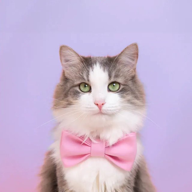 Kat met een roze strik