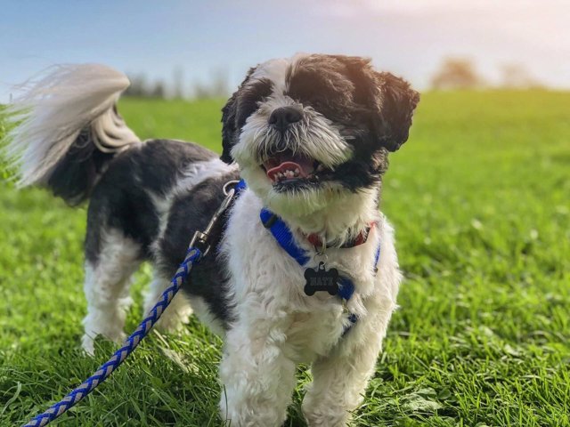 Je hond uitlaten zonder trekken met het juiste halsbandje