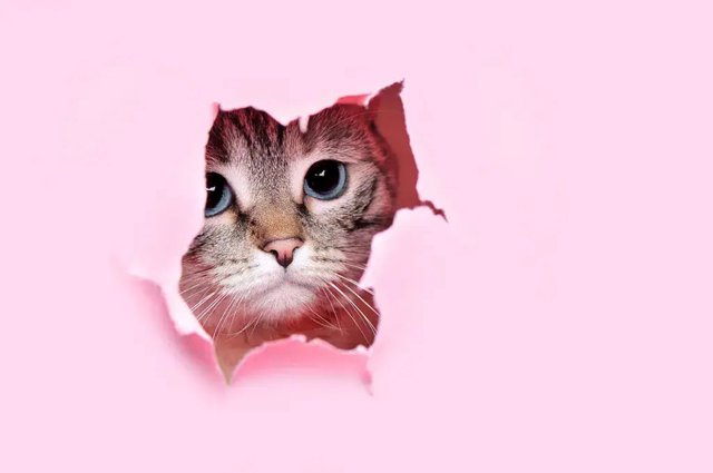 Kitten kijkt door roze papier