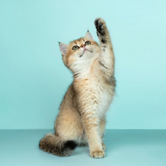 Kitten strekt een poot omhoog